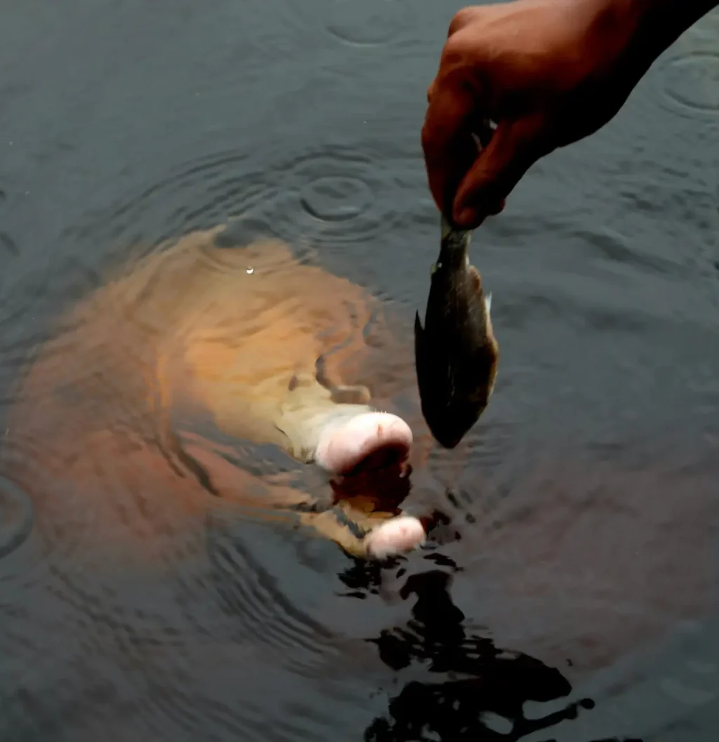 boto-eating-fish-travel-brazil-amazon.jpg